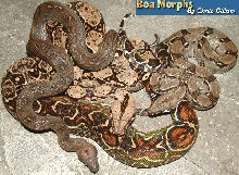 sonoran morphs
