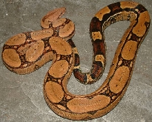 boa