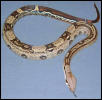 striped het albino