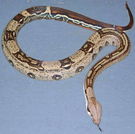 striped het albino