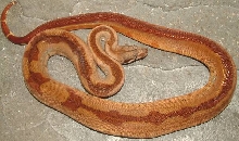 boa