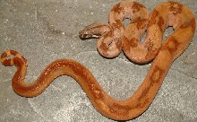 boa