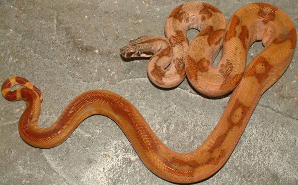 boa