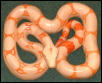 sunglow boa