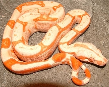 sunglow