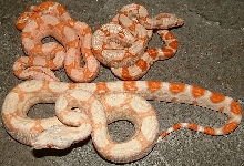 sun albino