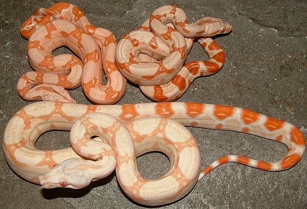 sun albino