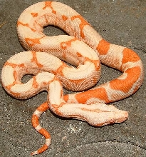 sunglow