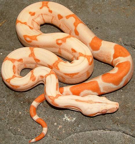 sunglow