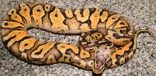 super pastel