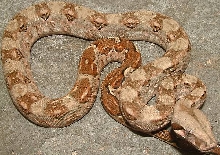 vera cruz boa