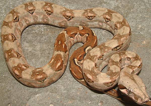 vera cruz boa