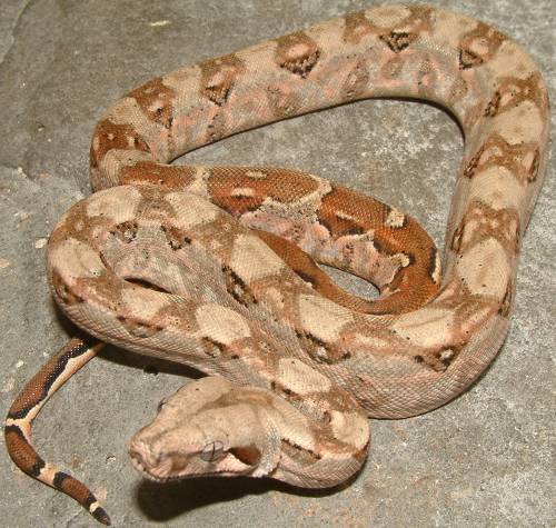 vera cruz boa