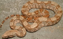vera cruz boa