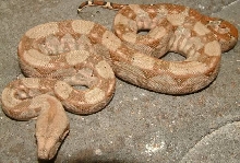 vc