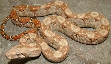 vc