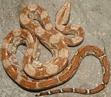 vcm1