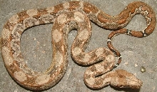 vcm3
