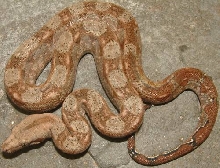 vcm6