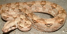 vera cruz