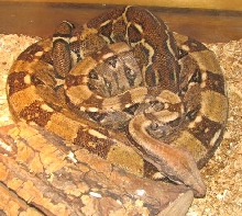 vca