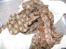 veracruz boas