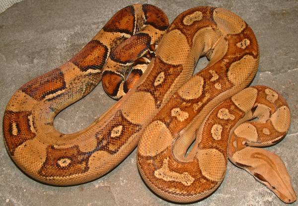 boa