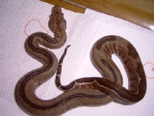 Striped La Bahia Boas