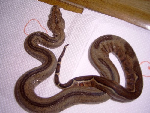 Striped La Bahia Boas