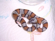 hatchling 01