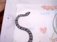 hatchling 02