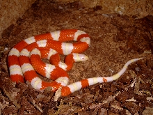 male nelsoni