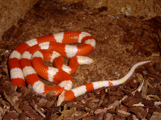 male nelsoni