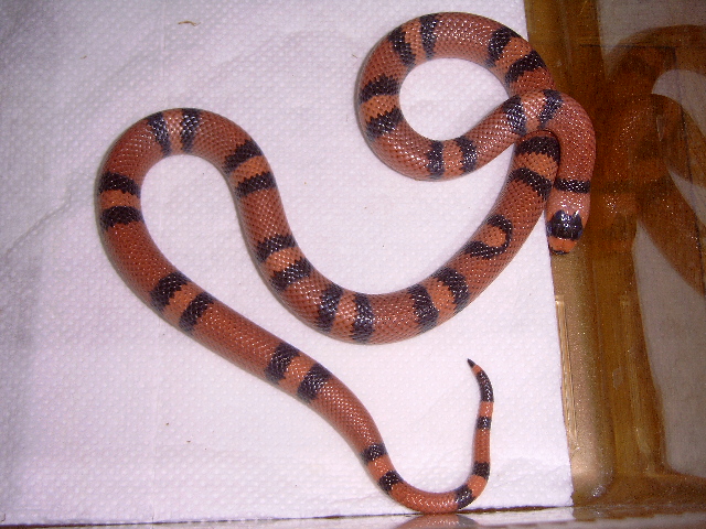 female hondurensis