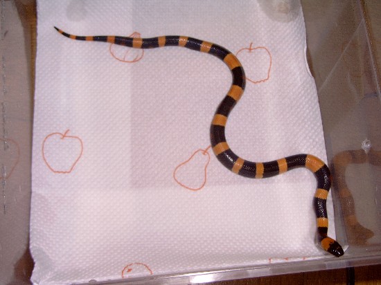 Orange Oreo Pueblan Milksnake