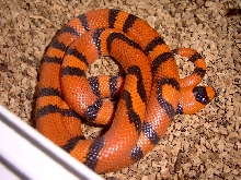 male hondurensis
