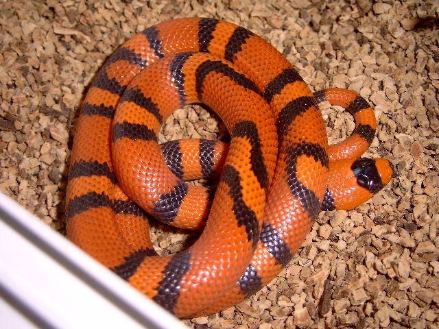male hondurensis