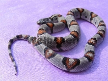 female bullseye