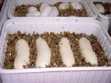 hondurensis clutch 2007