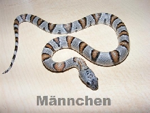 male bullseye