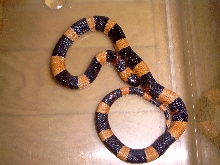 Halloween - Pueblan Milksnake