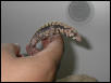 albino tegu
