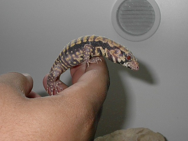 albino tegu