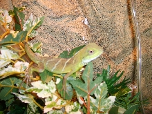 new water dragon