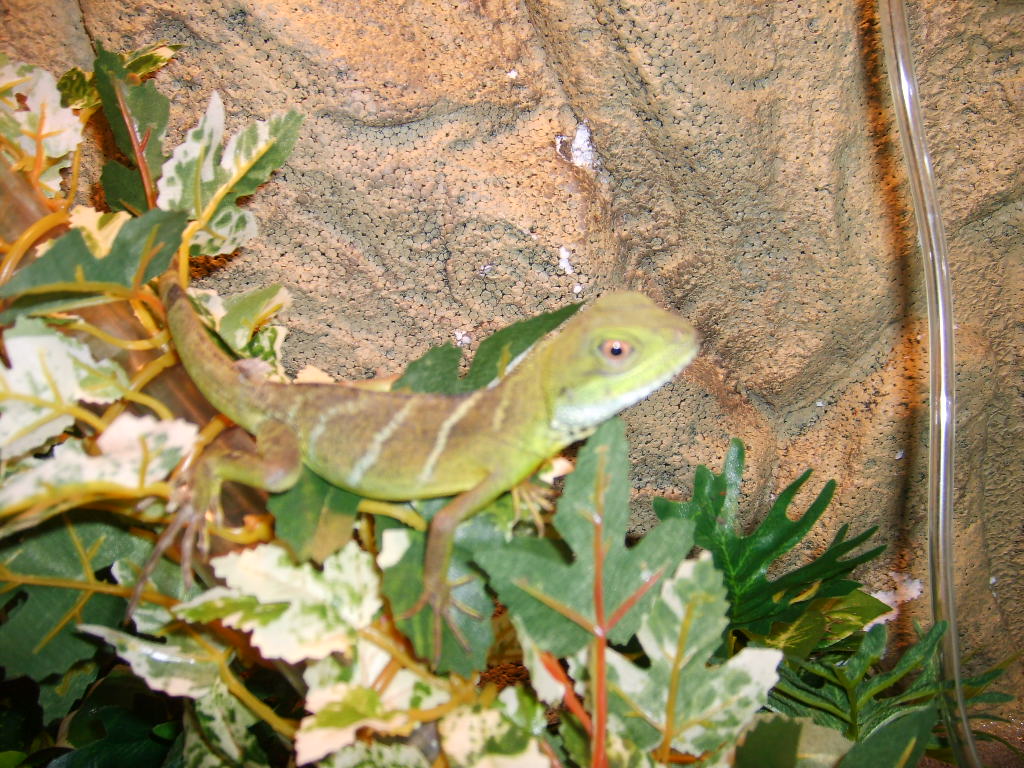 new water dragon