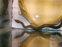 wandering garter snake