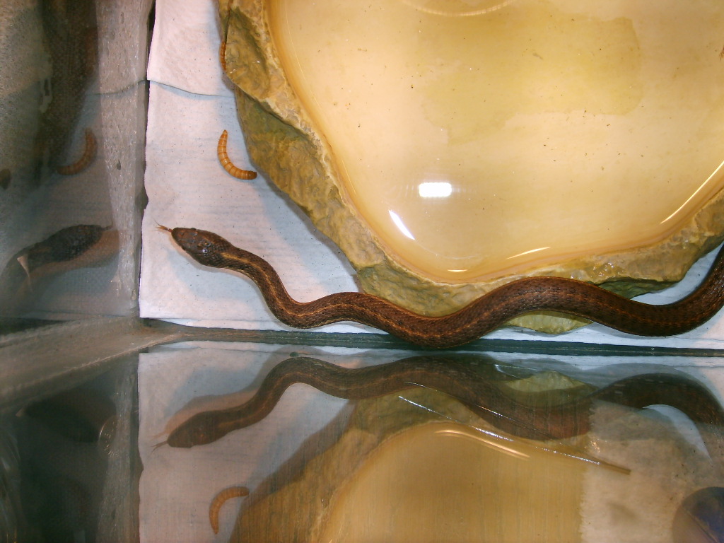 wandering garter snake