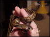 Black tailed cribo