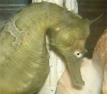 Caesar the Seahorse