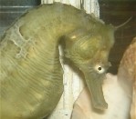 Caesar the Seahorse